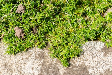 Saint Gallen, İsviçre, 1 Eylül 2025 Phlox Subulata veya botanik bahçesindeki sürünen fenox bitkisi