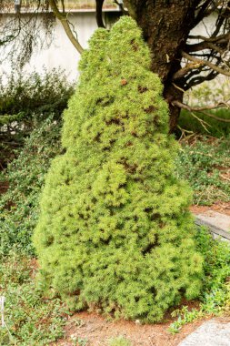 Saint Gallen, İsviçre, 1 Eylül 2025 Picea Glauca Conica veya botanik bahçesindeki beyaz ladin bitkisi