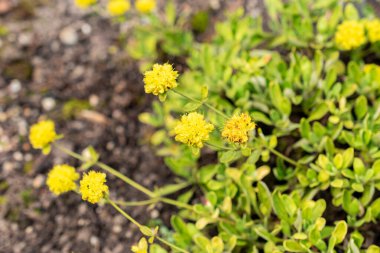 Saint Gallen, İsviçre, 1 Eylül 2025 Botanik Bahçesindeki Eriogonum Flavum Fabrikası