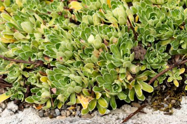 Saint Gallen, İsviçre, 1 Eylül 2025 Saxifraga Hostii bitkisi botanik bahçesinde.