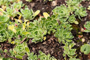 Saint Gallen, İsviçre, 1 Eylül 2025 Saxifraga Hostii bitkisi botanik bahçesinde.