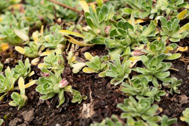 Saint Gallen, İsviçre, 1 Eylül 2025 Saxifraga Hostii bitkisi botanik bahçesinde.