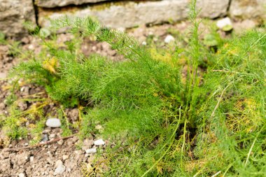 Saint Gallen, İsviçre, 1 Eylül 2025 Tripleurospermum Kafkasya bitkisi botanik bahçesinde