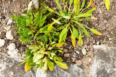 Saint Gallen, İsviçre, 1 Eylül 2025 Androsace Strigillosa bitkisi botanik bahçesinde.