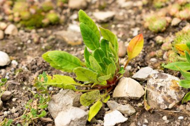 Saint Gallen, İsviçre, 1 Eylül 2025 Androsace Strigillosa bitkisi botanik bahçesinde.