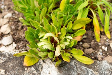 Saint Gallen, İsviçre, 1 Eylül 2025 Androsace Strigillosa bitkisi botanik bahçesinde.