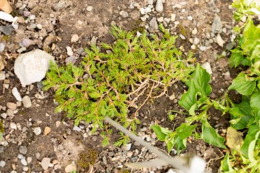 Saint Gallen, İsviçre, 1 Eylül 2025 Minuartia Verna sssp Gerardii veya botanik bahçesindeki İrlanda yosun fabrikası