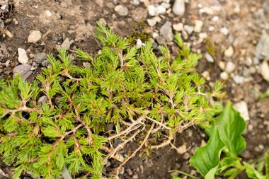 Saint Gallen, İsviçre, 1 Eylül 2025 Minuartia Verna sssp Gerardii veya botanik bahçesindeki İrlanda yosun fabrikası
