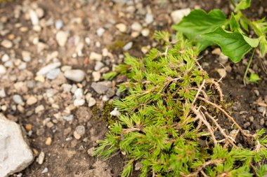 Saint Gallen, İsviçre, 1 Eylül 2025 Minuartia Verna sssp Gerardii veya botanik bahçesindeki İrlanda yosun fabrikası