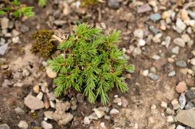 Saint Gallen, İsviçre, 1 Eylül 2025 Minuartia Verna sssp Gerardii veya botanik bahçesindeki İrlanda yosun fabrikası