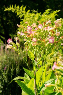 Saint Gallen, İsviçre, 18 Ağustos 2025 Nicotiana Tabacum veya botanik bahçesindeki ekilmiş tütün bitkisi