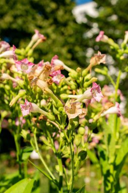 Saint Gallen, İsviçre, 18 Ağustos 2025 Nicotiana Tabacum veya botanik bahçesindeki ekilmiş tütün bitkisi