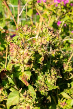 Saint Gallen, İsviçre, 18 Ağustos 2025 Mirabilis Longiflora veya botanik bahçesindeki saat 4: 00 tatlı bitkisi