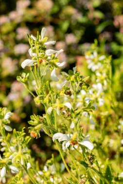 Saint Gallen, İsviçre, 18 Ağustos 2025 Nasa Tryphylla bitkisi botanik bahçesinde.