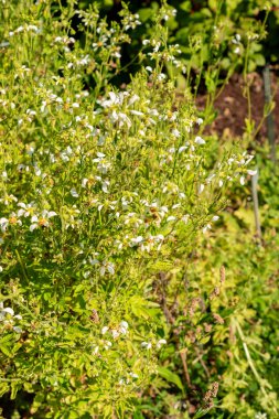Saint Gallen, İsviçre, 18 Ağustos 2025 Nasa Tryphylla bitkisi botanik bahçesinde.