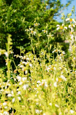 Saint Gallen, İsviçre, 18 Ağustos 2025 Nasa Tryphylla bitkisi botanik bahçesinde.