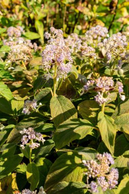Saint Gallen, İsviçre, 18 Ağustos 2025 Botanik Bahçesindeki Hydrangea Involucrata fabrikası