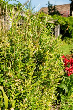 Saint Gallen, İsviçre, 18 Ağustos 2025 Shibataea Kumasaca veya botanik bahçesindeki ruscus bambu bitkisi