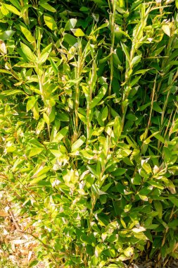 Saint Gallen, İsviçre, 18 Ağustos 2025 Shibataea Kumasaca veya botanik bahçesindeki ruscus bambu bitkisi