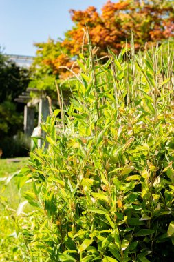 Saint Gallen, İsviçre, 18 Ağustos 2025 Shibataea Kumasaca veya botanik bahçesindeki ruscus bambu bitkisi