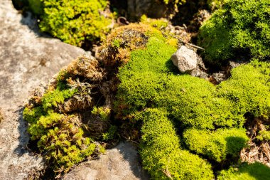 Saint Gallen, İsviçre, 18 Ağustos 2025 Scleranthus Uniflorus bitkisi botanik bahçesinde