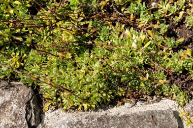 Saint Gallen, İsviçre, 18 Ağustos 2025 Saxifraga Hostii bitkisi botanik bahçesinde.