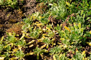 Saint Gallen, İsviçre, 18 Ağustos 2025 Saxifraga Hostii bitkisi botanik bahçesinde.