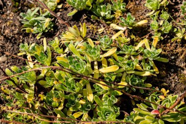 Saint Gallen, İsviçre, 18 Ağustos 2025 Saxifraga Hostii bitkisi botanik bahçesinde.