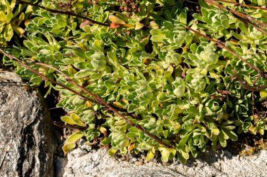 Saint Gallen, İsviçre, 18 Ağustos 2025 Saxifraga Hostii bitkisi botanik bahçesinde.