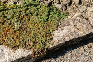 Saint Gallen, İsviçre, 18 Ağustos 2025 Botanik Bahçesindeki Draba Sibirica fabrikası