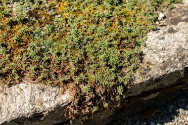 Saint Gallen, İsviçre, 18 Ağustos 2025 Botanik Bahçesindeki Draba Sibirica fabrikası