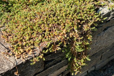 Saint Gallen, İsviçre, 18 Ağustos 2025 Paronychia Kapela ssp Kapela bitkisi botanik bahçesinde