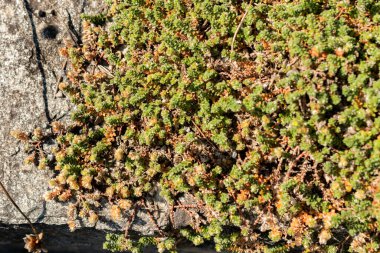 Saint Gallen, İsviçre, 18 Ağustos 2025 Paronychia Kapela ssp Kapela bitkisi botanik bahçesinde