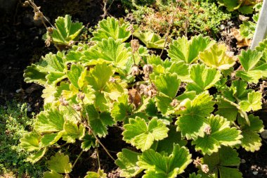 Saint Gallen, İsviçre, 18 Ağustos 2025 Botanik Bahçesindeki Potentilla Megalantha bitkisi