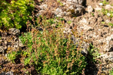 Saint Gallen, İsviçre, 18 Ağustos 2025 Erinus Alpinus veya botanik bahçesindeki alp balsam bitkisi