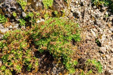 Saint Gallen, İsviçre, 18 Ağustos 2025 Erinus Alpinus veya botanik bahçesindeki alp balsam bitkisi