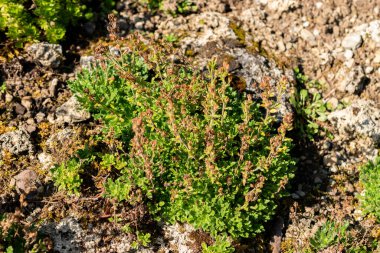 Saint Gallen, İsviçre, 18 Ağustos 2025 Erinus Alpinus veya botanik bahçesindeki alp balsam bitkisi