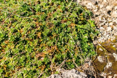 Saint Gallen, İsviçre, 18 Ağustos 2025 Botanik Bahçesindeki Arap X Kellereri fabrikası