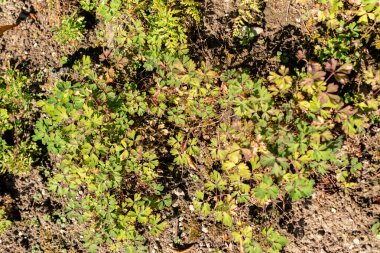 Saint Gallen, İsviçre, 18 Ağustos 2025 Semiaquilegia Ecalcarata ya da botanik bahçesindeki atık fabrikası