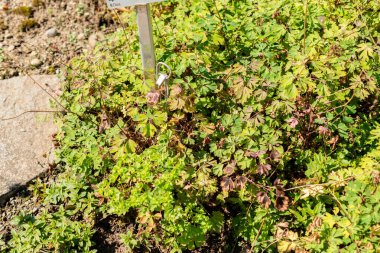 Saint Gallen, İsviçre, 18 Ağustos 2025 Semiaquilegia Ecalcarata ya da botanik bahçesindeki atık fabrikası