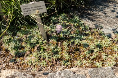 Saint Gallen, İsviçre, 18 Ağustos 2025 Botanik Bahçesindeki Achillea Koma Bitkisi