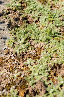Saint Gallen, İsviçre, 18 Ağustos 2025 Botanik Bahçesindeki Achillea Koma Bitkisi