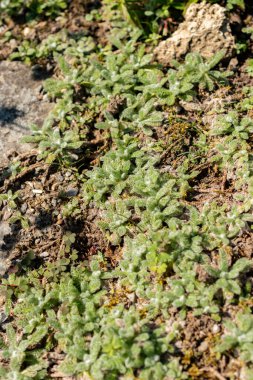 Saint Gallen, İsviçre, 18 Ağustos 2025 Botanik Bahçesindeki Achillea Koma Bitkisi