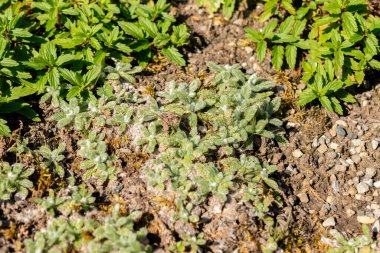 Saint Gallen, İsviçre, 18 Ağustos 2025 Botanik Bahçesindeki Achillea Koma Bitkisi