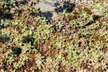 Saint Gallen, İsviçre, 18 Ağustos 2025 Botanik Bahçesindeki Achillea Koma Bitkisi