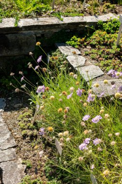 Saint Gallen, İsviçre, 18 Ağustos 2025 Lomelosia Graminifolia ya da çimenler botanik bahçesine saçıldı.