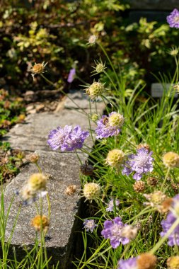 Saint Gallen, İsviçre, 18 Ağustos 2025 Lomelosia Graminifolia ya da çimenler botanik bahçesine saçıldı.