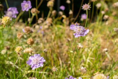 Saint Gallen, İsviçre, 18 Ağustos 2025 Lomelosia Graminifolia ya da çimenler botanik bahçesine saçıldı.