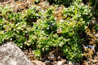 Saint Gallen, İsviçre, 18 Ağustos 2025 Aubrieta Gracilis bitkisi botanik bahçesinde.
