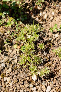 Saint Gallen, İsviçre, 18 Ağustos 2025 Potentilla Nitida veya botanik bahçesindeki pembe sinquefoil fabrikası